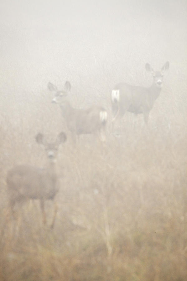 Deer Photograph - Dense Fog Alert by Greg Clure Deer Photograph - Dense Fog Alert by Greg Clure