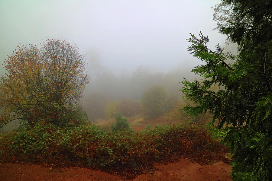 Dense Fog In Oak Run Photograph by Joyce Dickens