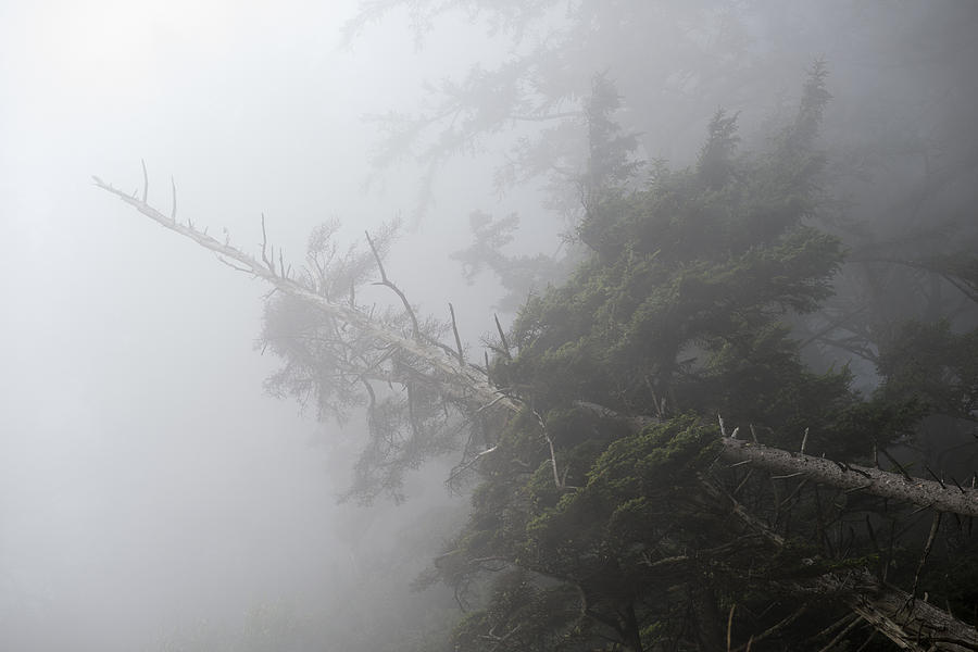 Dense Fog Photograph by Robert Potts