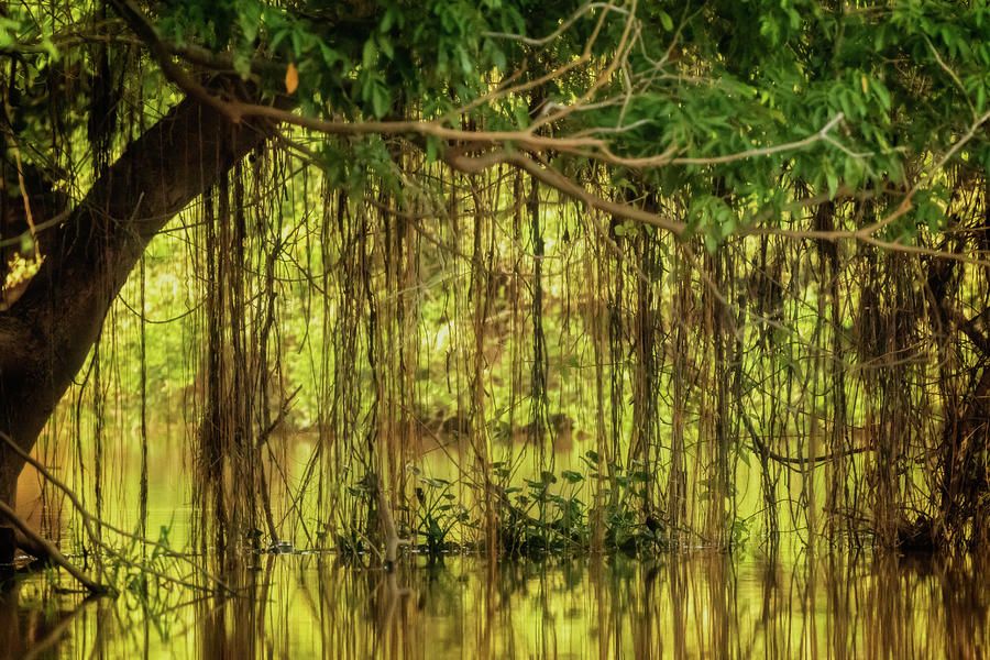 Dense vegetation in the Pantanal, Brazil Photograph by Steven Upton