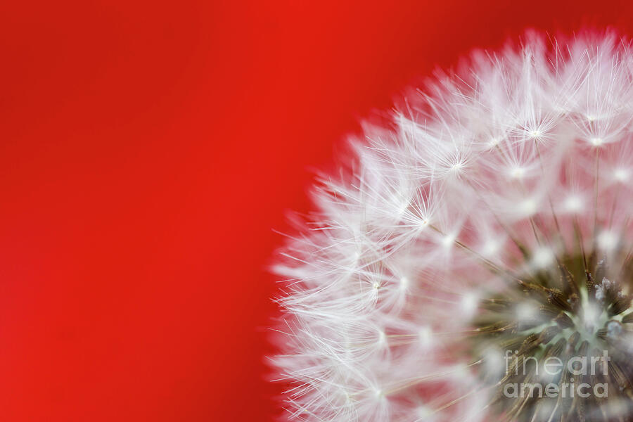 Dandelion Red Photograph