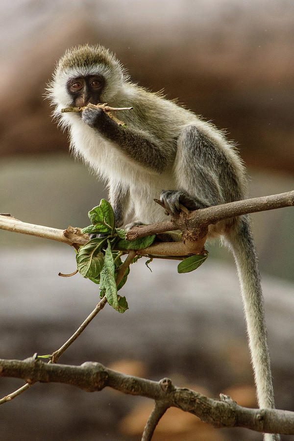 Dental Floss Vervet Monkey Photograph by Janis Knight