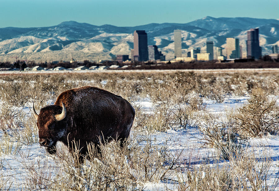 Denver Bison Digital Art by Bob Coorsen - Fine Art America