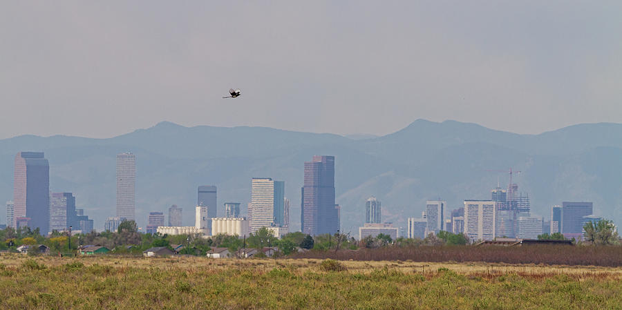 Denver Colorado Pretty Bird Fly By Photograph by James BO Insogna