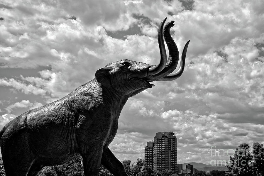 Denver Elephant II Photograph by FineArtRoyal Joshua Mimbs