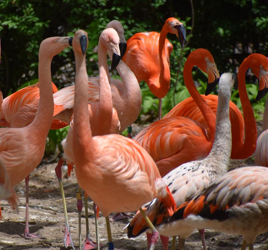 Denver Zoo Flamingo 3 Photograph by Dave Masters - Fine Art America