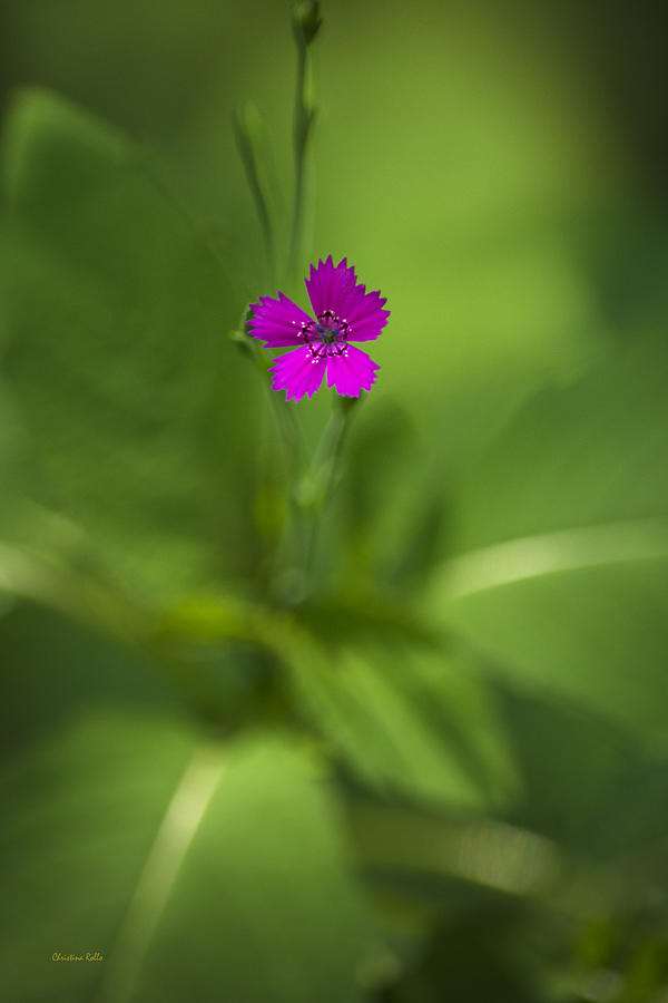 Deptford Pink Dianthus Flower Photograph by Christina Rollo