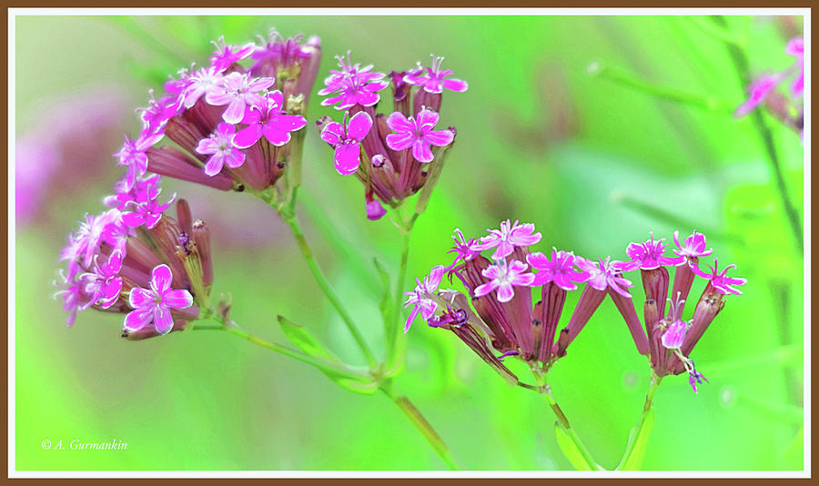 Deptford Pink Flowers Photograph by A Macarthur Gurmankin
