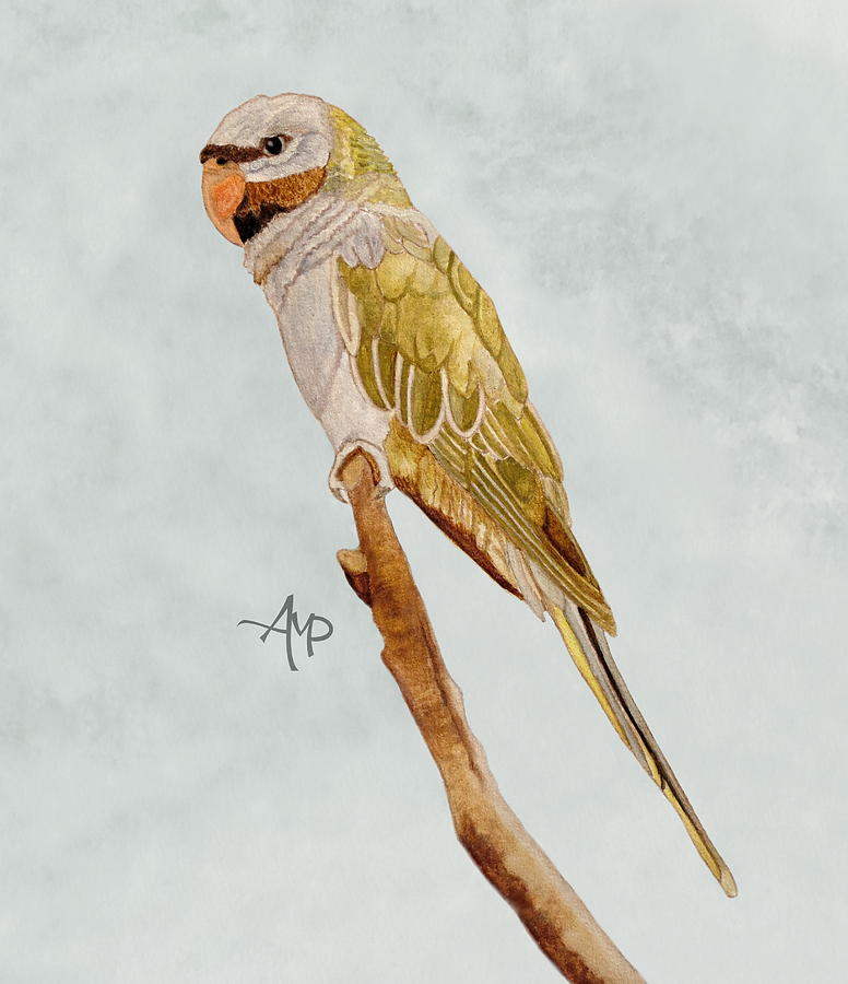 Derbyan Parakeet Painting by Angeles M Pomata