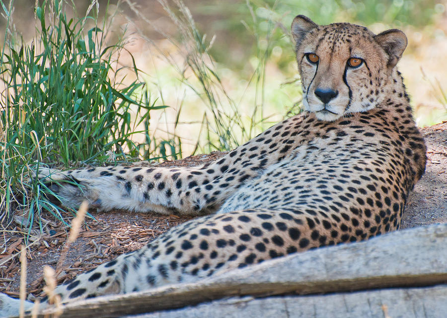 Derek Cheetah Photograph by Kevin Munro