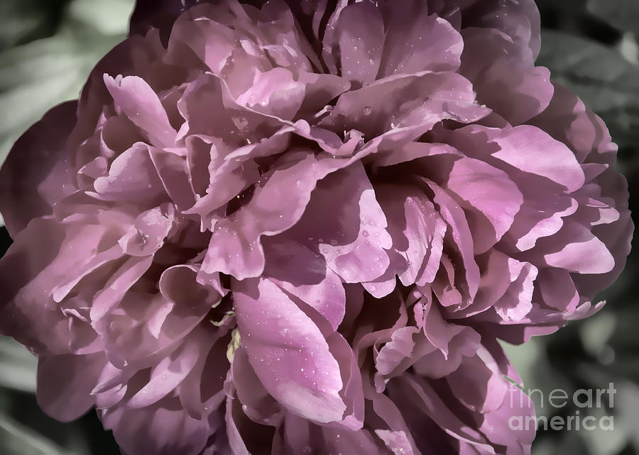 Nature Photograph - Desaturated Wet Pink Peony by Janice Pariza