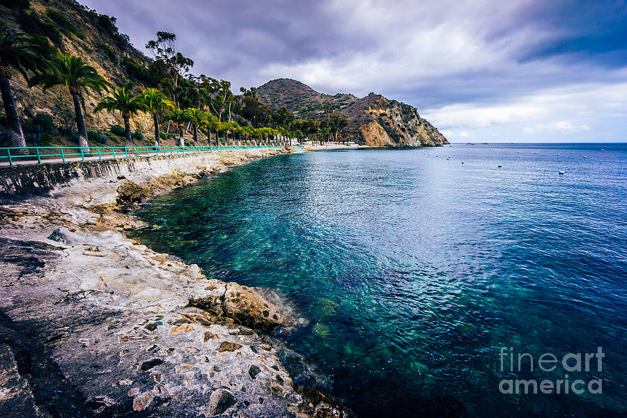 Descanso Bay Catalina Island Picture Photograph by Paul Velgos