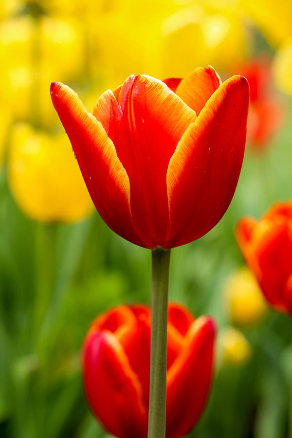 Descanso Red Tulip Photograph by Dan Norton