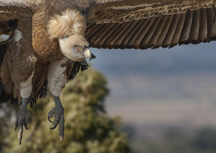 Vulture Photograph - Descenso by Juan Carlos Sanchez