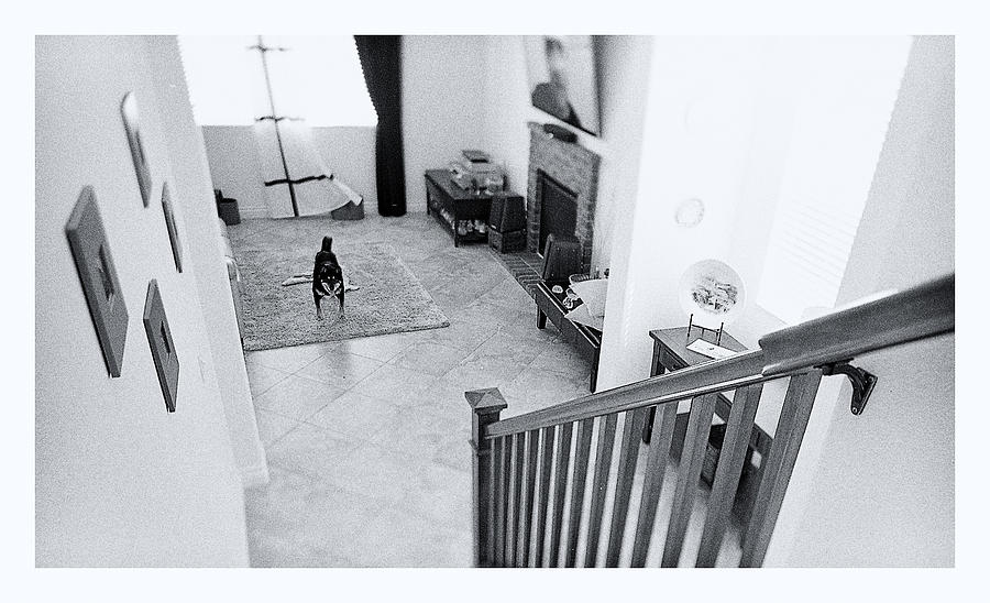 Dog Photograph - Descent by Salvatore Corcione Dog Photograph - Descent by Salvatore Corcione