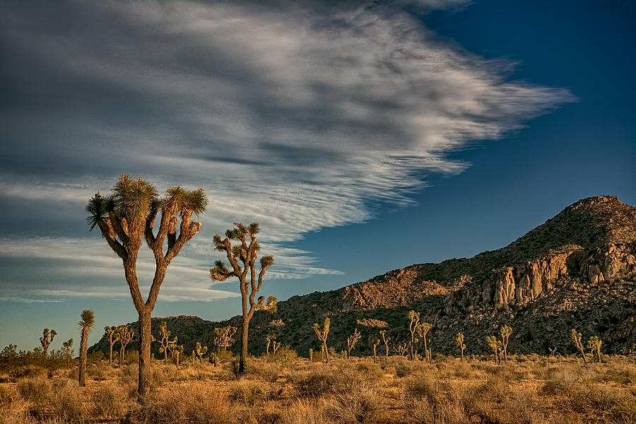 Desert Afternoon Photograph By Marilyn Mcfarlin - Pixels