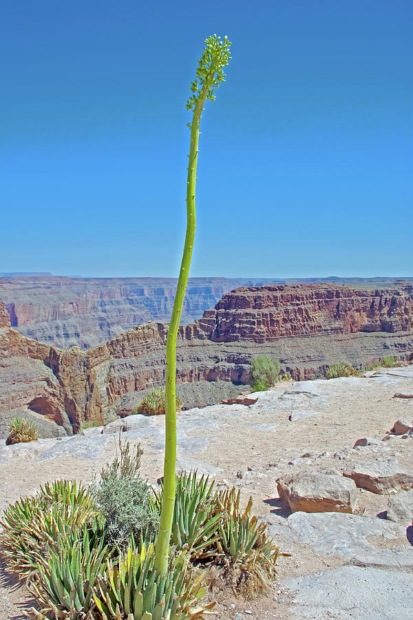 Desert Agave at Eagle Point in Grand Canyon West, Arizona Photograph by Ruth Hager