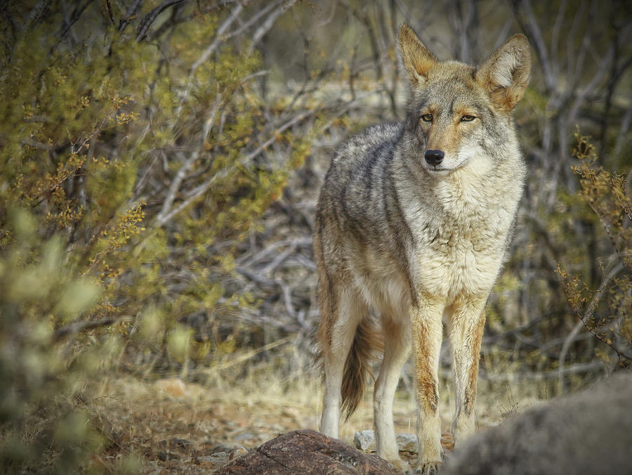 Desert and The Coyote Photograph by Elaine Malott
