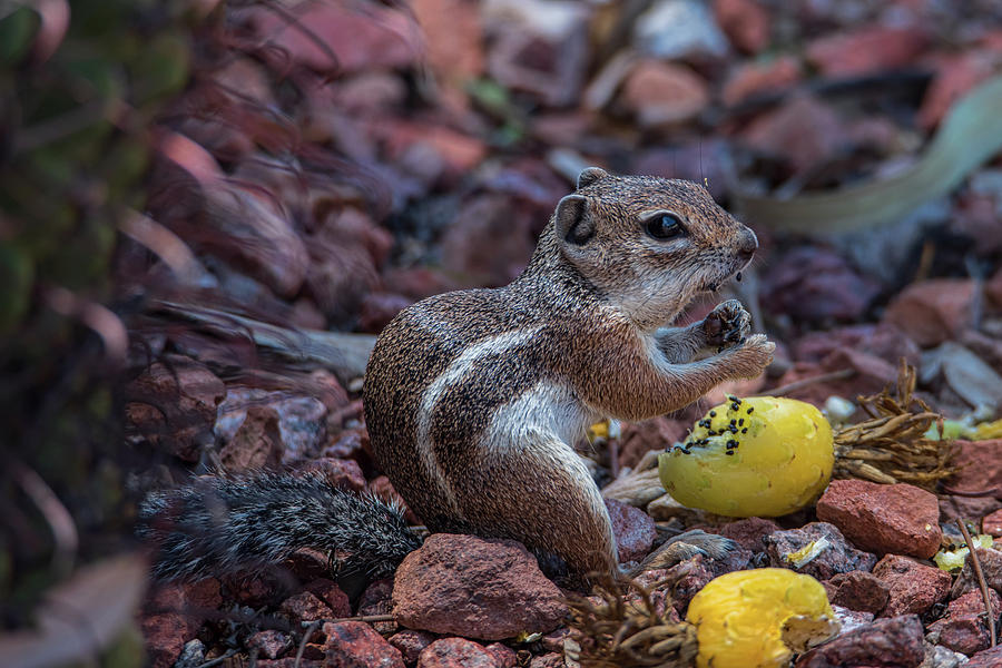 Desert Antelope Squirrel munching on Cactus fruit Photograph by Dan McManus