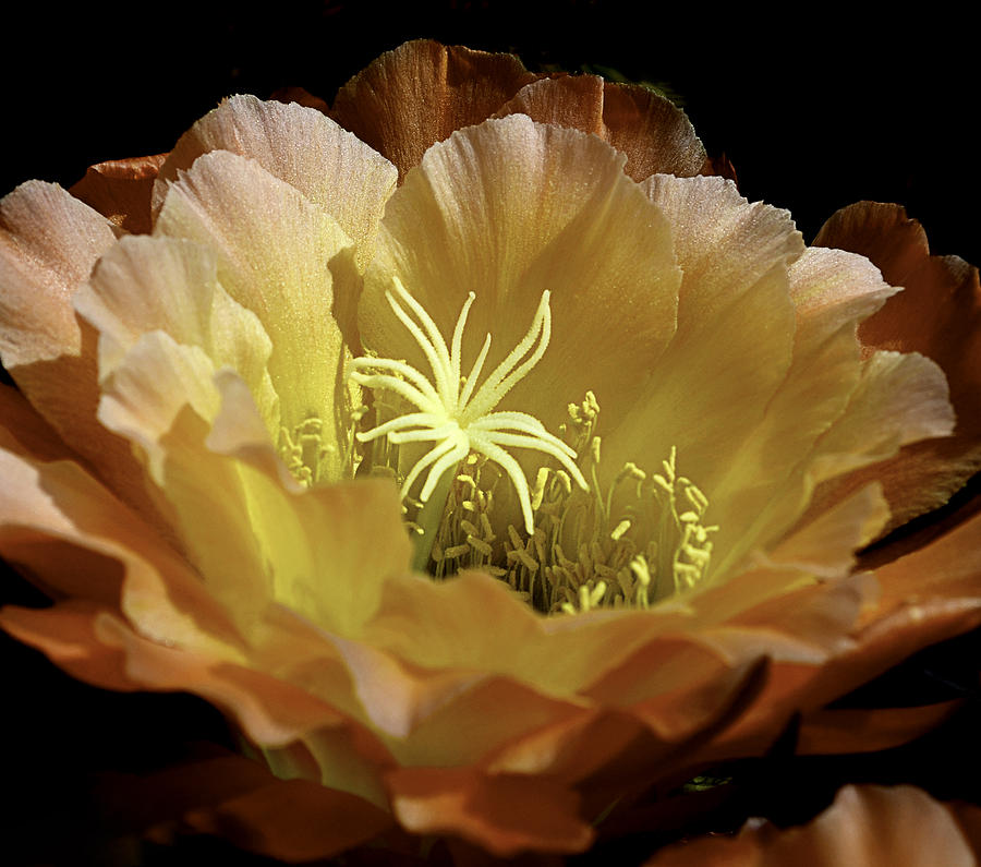 Nature Photograph - Desert Apricot Glow 2 by Julie Palencia