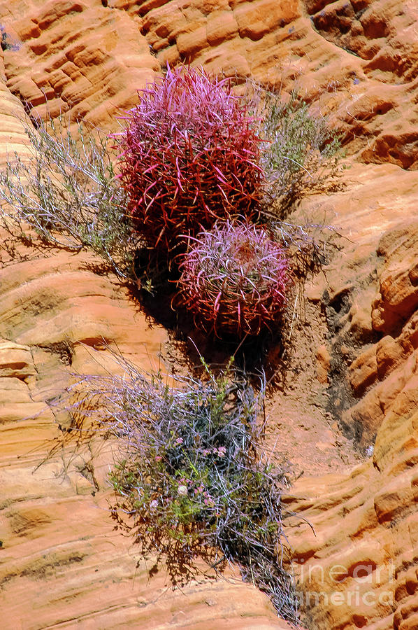 Desert Barrel Cactus Photograph by Bob Phillips