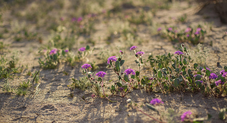 Desert beauties Photograph by Kunal Mehra