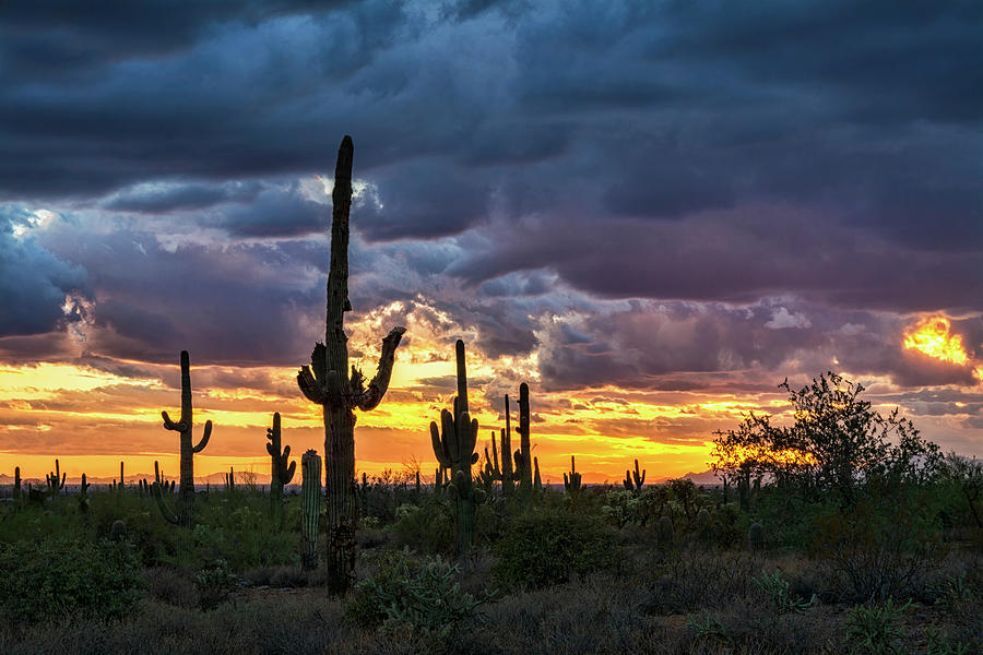 Desert Beauty at Sunset  Photograph by Saija Lehtonen