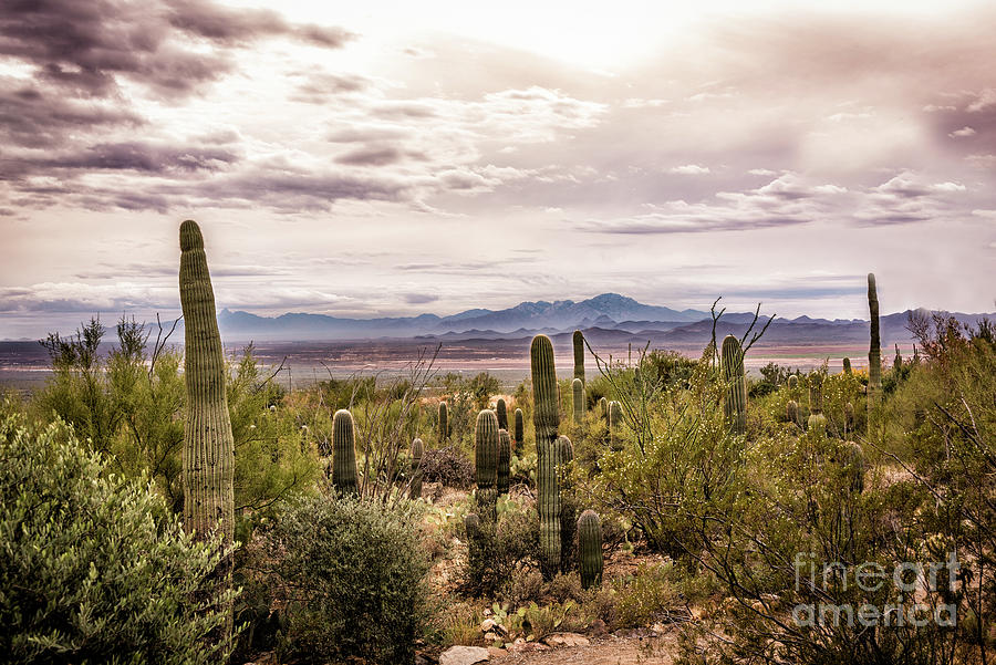 Desert Beauty Before the Storm Photograph by David Levin