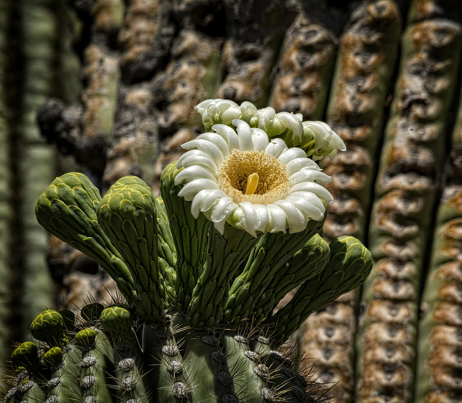 Desert Beauty Blooming  Photograph by Saija Lehtonen