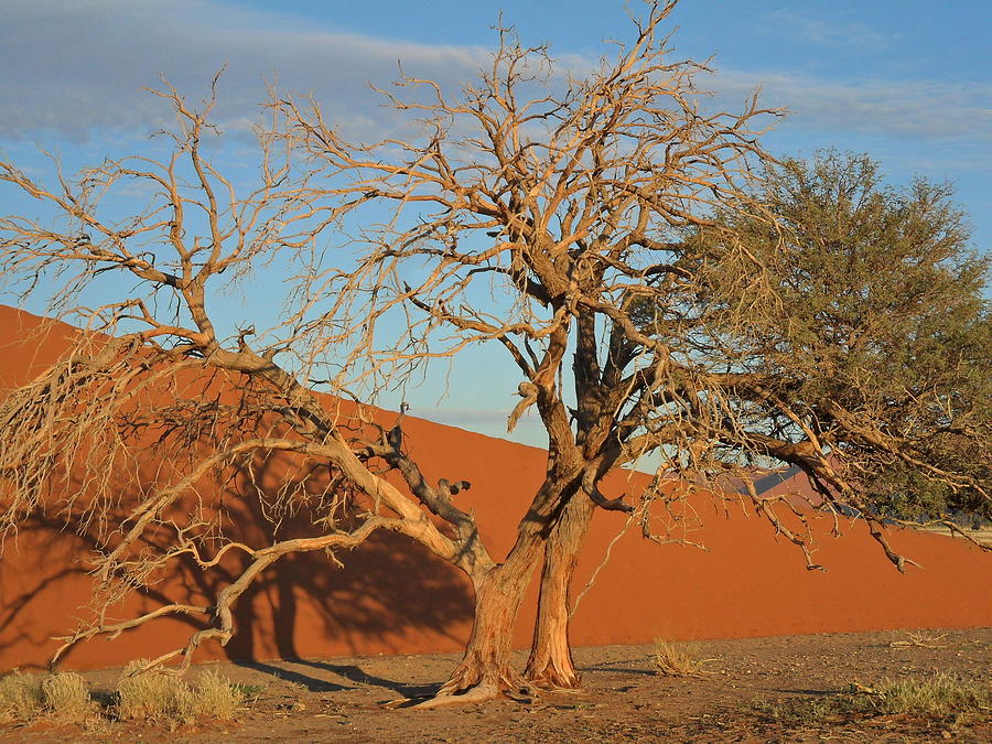 Tree Photograph - Desert Beauty by Joe  Burns
