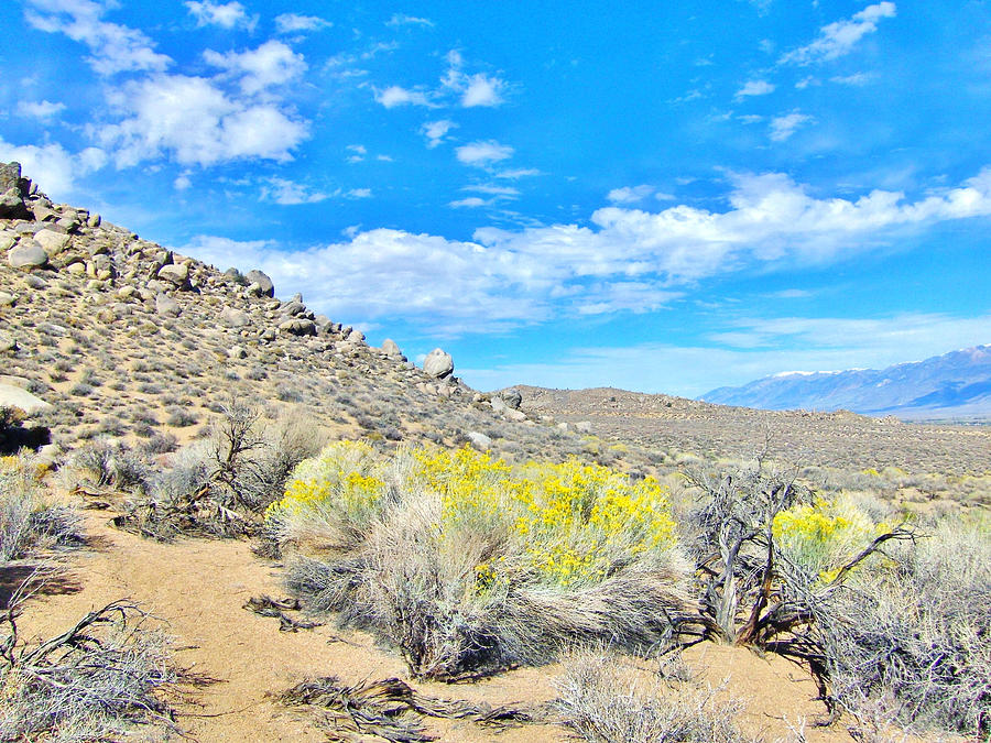 Desert Beauty Photograph by Marilyn Diaz