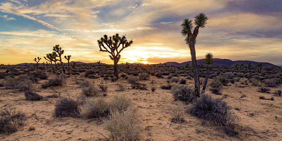 Desert Big Sky Photograph