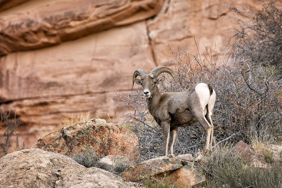 Desert Bighorn Photograph by Denise Bush