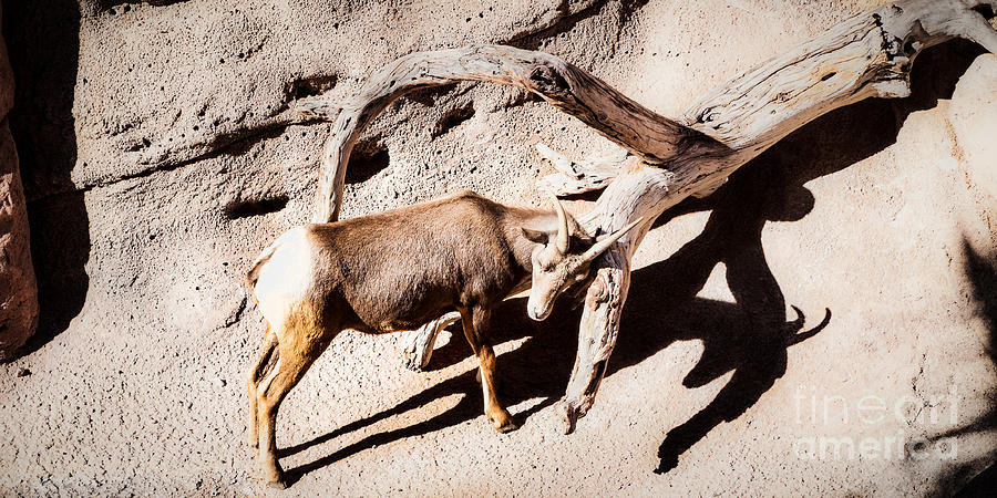 Desert Bighorn Ram Photograph by Lawrence Burry