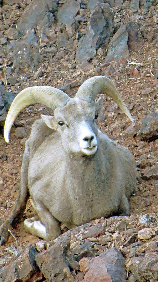Desert Bighorn Ram Sheep Photograph by Kay Novy