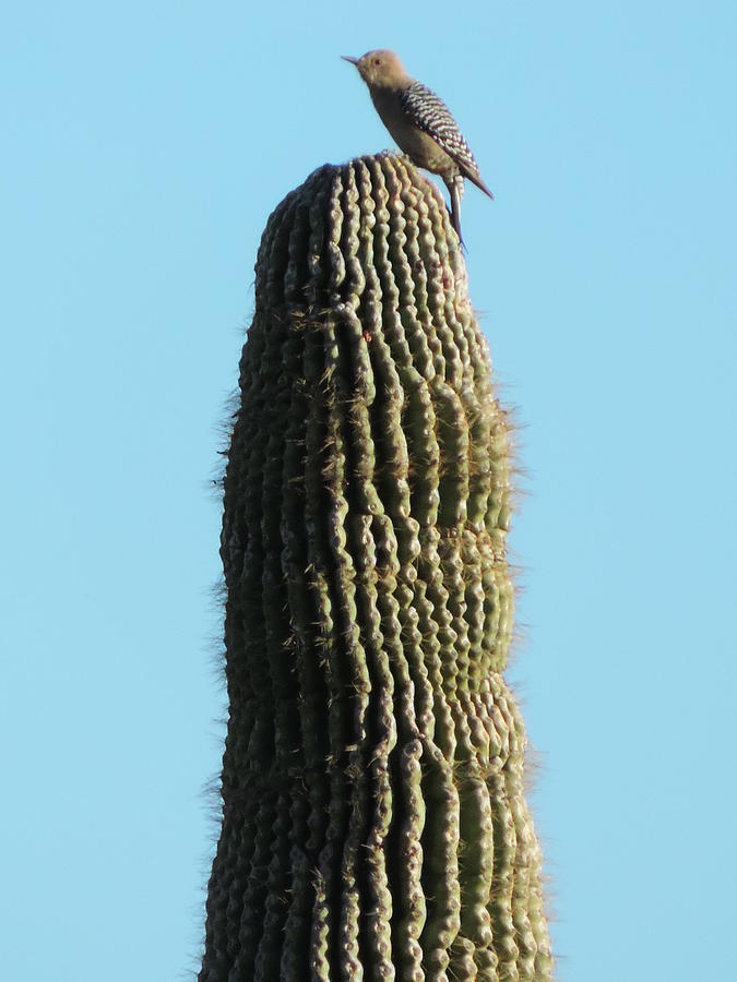 Desert Bird Photograph by Bill Tomsa