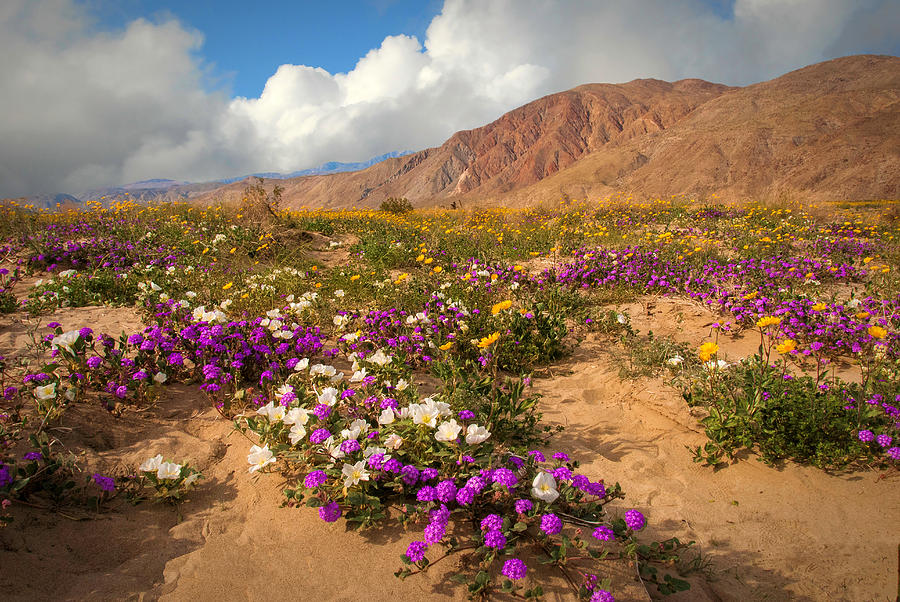 Desert Bliss  Photograph by Lynn Bauer