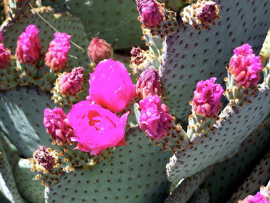 Desert Bloom 3 Photograph by Pamela Walrath