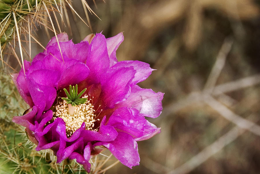 Desert Bloom Photograph by Anthony Citro