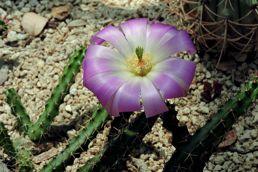 Desert Bloom Photograph