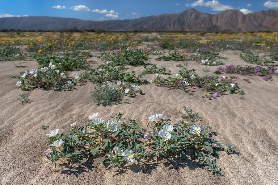 Desert Bloom Photograph by Joseph Smith