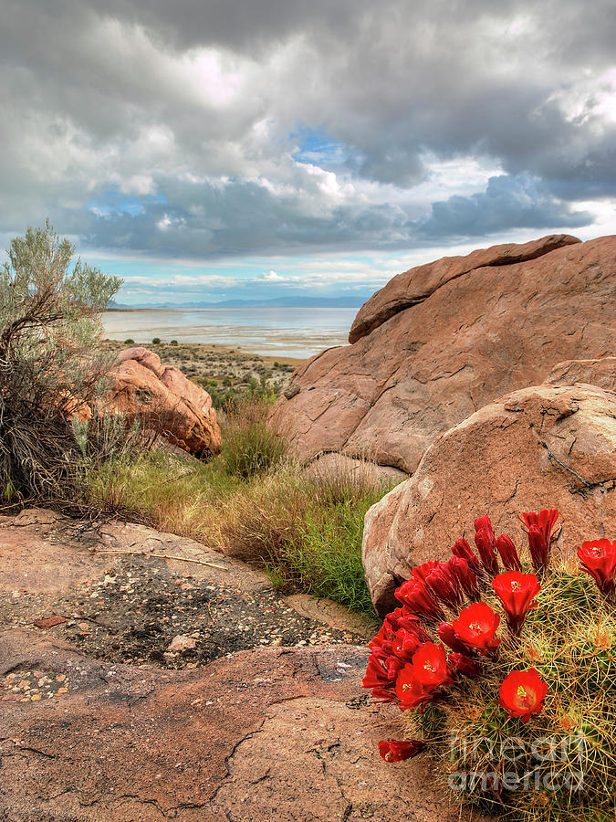 Desert Bloom Photograph by Spencer Baugh