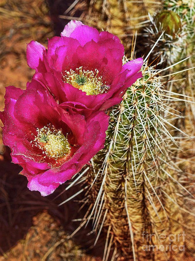 Desert Bloom Photograph by Steve Ondrus