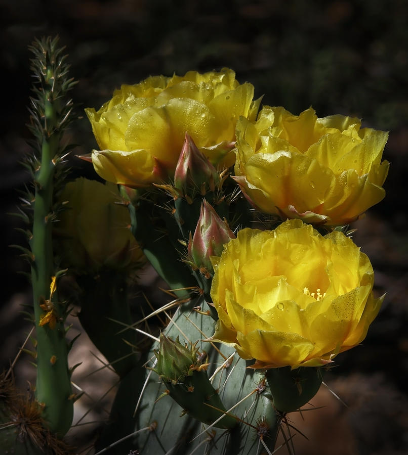 Desert Blooming Photograph by Elaine Malott