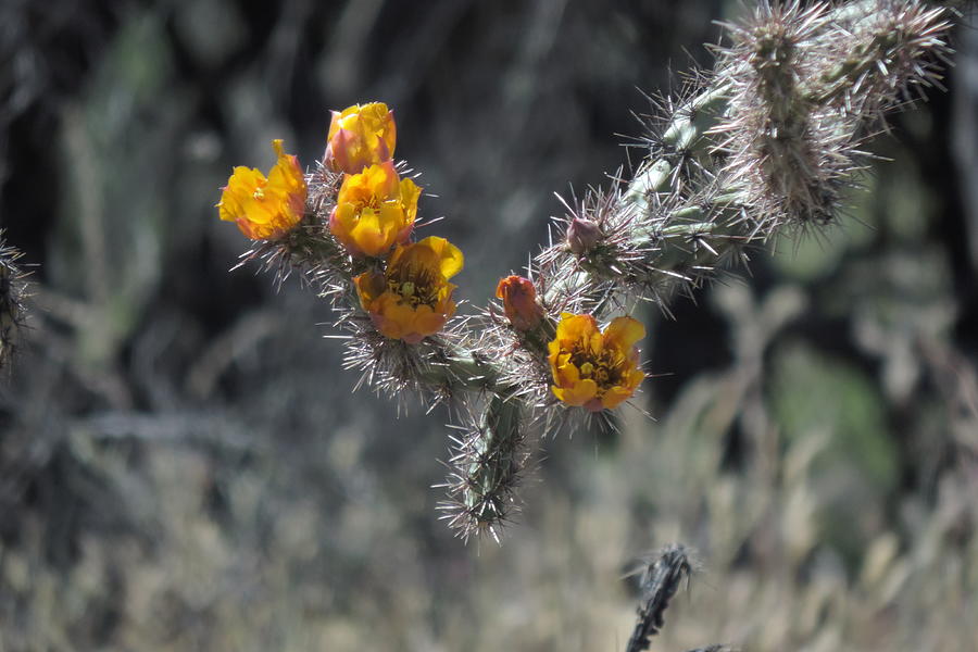 Desert Blooms Photograph by Bill Tomsa