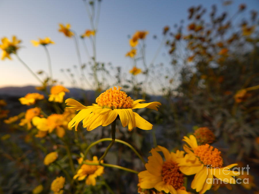 Desert Blooms Photograph by Chris Tarpening