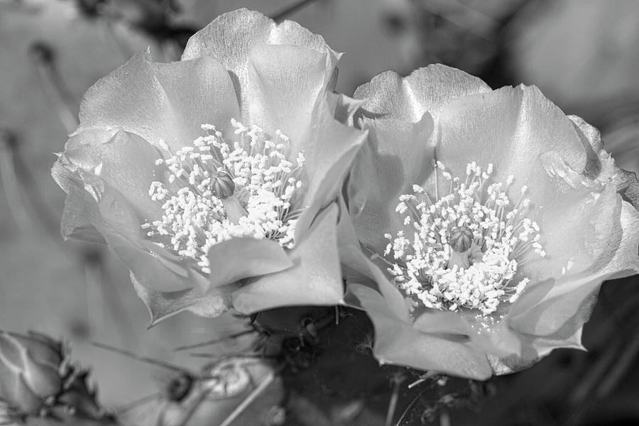 Desert Blooms in Black and White Photograph by Kathy Clark