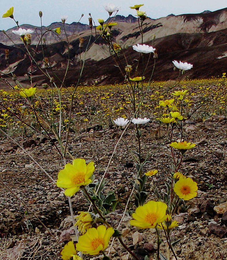 Desert Blooms Photograph