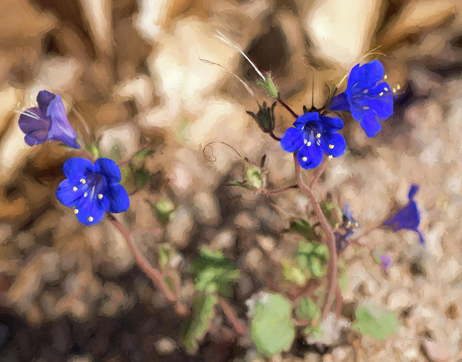 Desert Blue Bells At Joshua Tree National Park Photograph