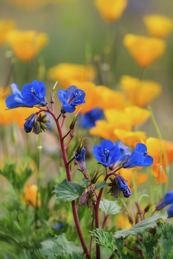 Desert Bluebells and Poppies  Photograph by Saija Lehtonen